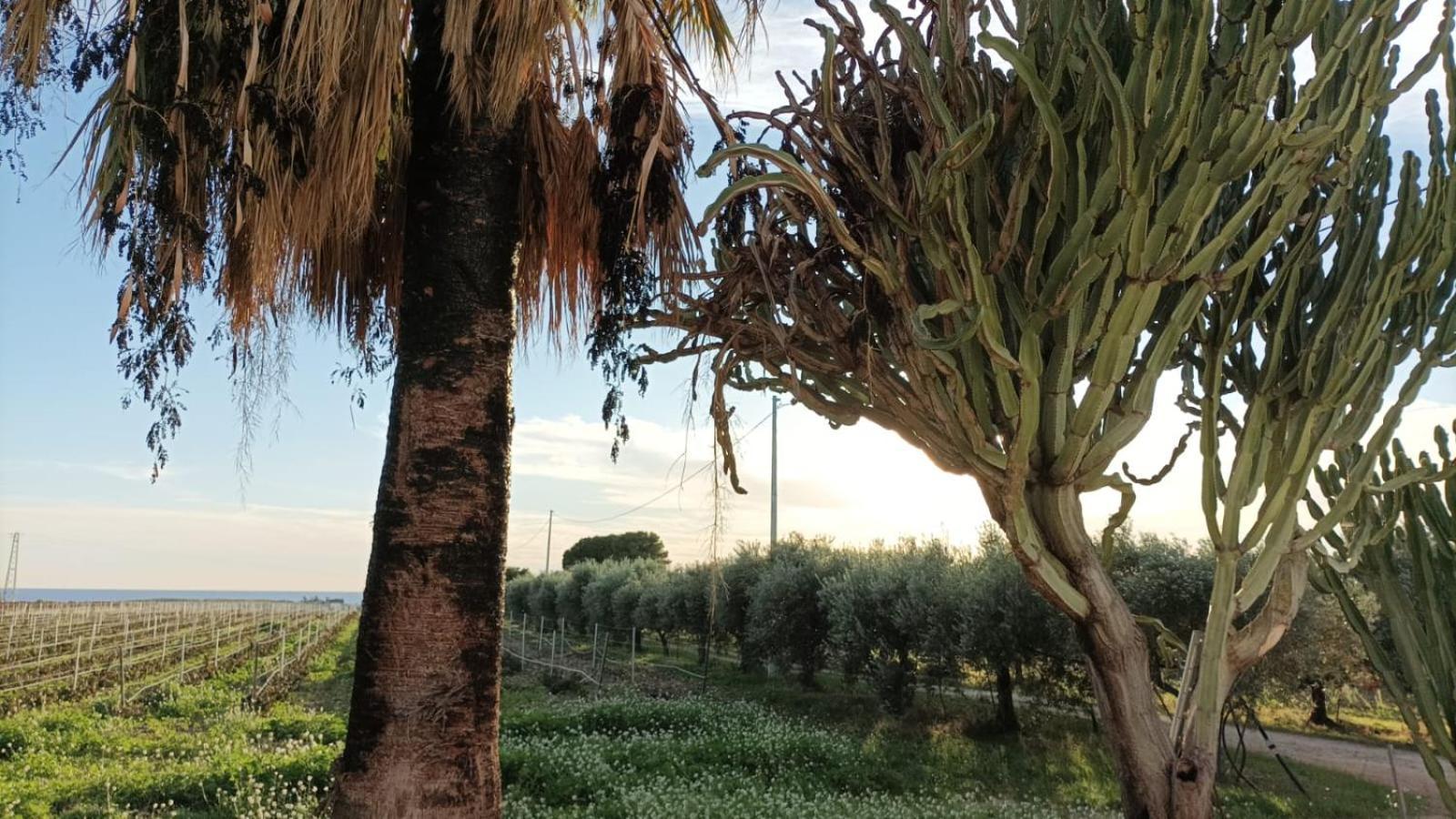 Casa Bouganville Villetta Tra Le Vigne E Il Mare Menfi Exterior foto